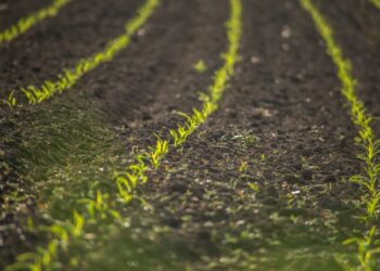 Agricultural Groups Share About Agriculture’s Impact On Economy