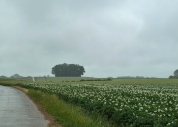 Heavy EU Crop Outlook Weighs On Grain Prices