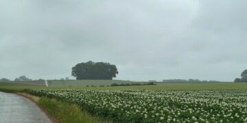 Heavy EU Crop Outlook Weighs On Grain Prices