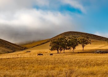 How One California Farm Is Navigating A Historic Drought