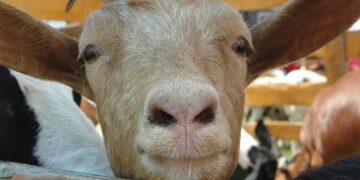 There’s More To 4-H Than Animals…