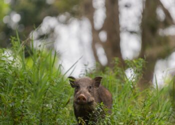 Why Hunting Might Hurt Efforts To Control The Feral Hog Population
