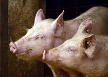 Smithfield Foods Stops Slaughtering Pigs At U.S. Hometown Plant