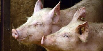 Smithfield Foods Stops Slaughtering Pigs At U.S. Hometown Plant