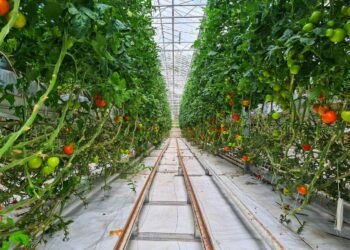 No Soil. No Growing Seasons. Just Add Water and Technology.