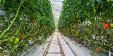 No Soil. No Growing Seasons. Just Add Water and Technology.