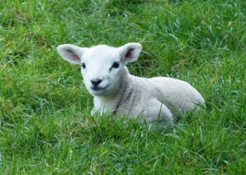 British Lamb Could Be On Us Menus For First Time In 25 Years If Liz Truss Can Get Ban Lifted