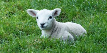 British Lamb Could Be On Us Menus For First Time In 25 Years If Liz Truss Can Get Ban Lifted