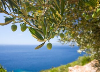 Tragedy Inspires One Croatian Family to Grow Olives