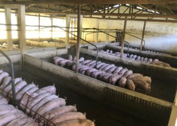 Europe’s Soggy Wheat Means More Will End Up as Animal Feed