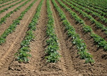 IIT Mandi Develops Computational Model To Detect Disease In Potato Crops