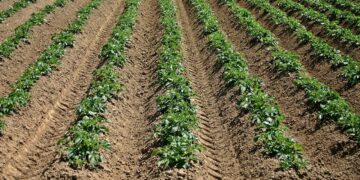 IIT Mandi Develops Computational Model To Detect Disease In Potato Crops