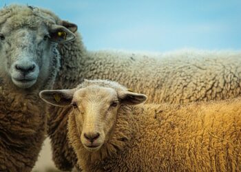 Anthrax Detected In Flock of Sheep