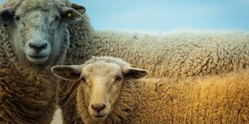 Anthrax Detected In Flock of Sheep