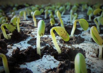 Soybeans Eight Days Ahead Of Five-Year Average | News
