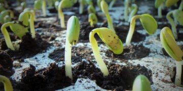 Soybeans Eight Days Ahead Of Five-Year Average | News