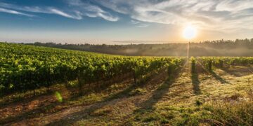 Grape Growing and Organic Farming Unite in Oregon