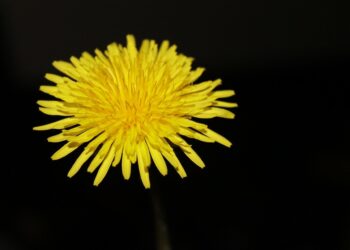 Not All Weeds Are Created Equally