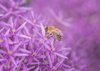 What’s Killing Bees? How Pesticides Combine To Hurt Insects