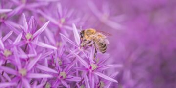 What’s Killing Bees? How Pesticides Combine To Hurt Insects