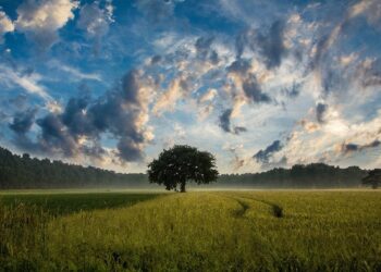 Soil Moisture Sensors: Research Finds They Can Increase Farm Net Income