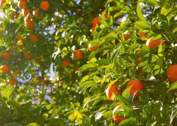 UF Scientists Use AI To Try To More Accurately Predict Citrus Yield