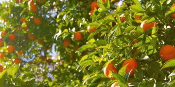 UF Scientists Use AI To Try To More Accurately Predict Citrus Yield