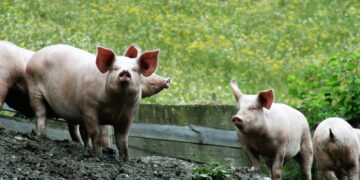 Iowa Ag Leaders Sound Off on California’s Prop 12, EATS Act