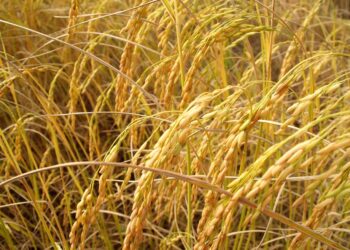 Philippines Approves Commercial Use of Genetically Engineered Golden Rice