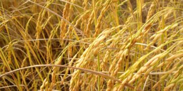 Philippines Approves Commercial Use of Genetically Engineered Golden Rice