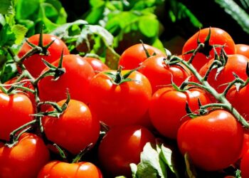 Syngenta Group Announces Two New Tomato Varieties