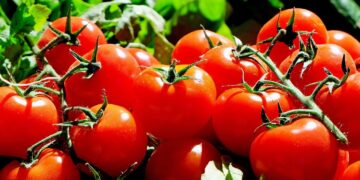 Syngenta Group Announces Two New Tomato Varieties