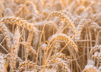 Work Continues On New Home For OSU Agriculture