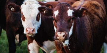 New Policies Needed To Ensure The Future Of Irish Beef Farming
