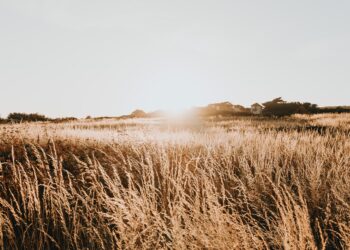 Scientists Look To Wheatgrass To Save Dryland Farming And Capture Carbon