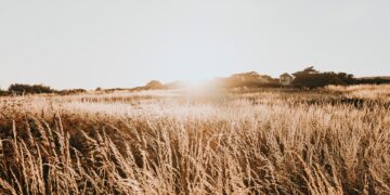 Scientists Look To Wheatgrass To Save Dryland Farming And Capture Carbon