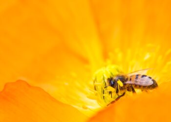 National Honey Bee Day: These foods could disappear if pollinator populations continue to dwindle