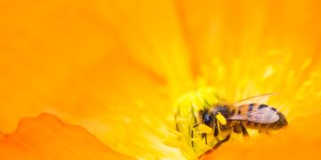 National Honey Bee Day: These foods could disappear if pollinator populations continue to dwindle