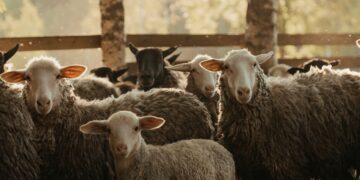 Supercycle or Demand Fundamentals? Sheepmeat Producers Enjoy the Spoils