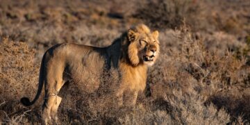 Africa and the UN Food Systems Summit