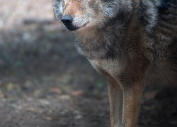 Coyotes Studied As Stand-Ins For Endangered Ferrets