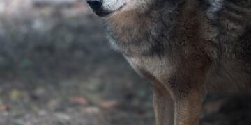 Coyotes Studied As Stand-Ins For Endangered Ferrets