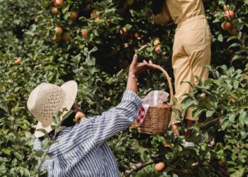 Apple Picking, Cider May Be Pricier Due to Crop, Labor Shortages
