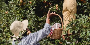 Apple Picking, Cider May Be Pricier Due to Crop, Labor Shortages