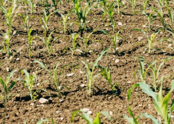 Organic Fertilizers Market Worth $15.9 Billion by 2027