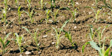 Organic Fertilizers Market Worth $15.9 Billion by 2027