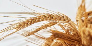 Grain Prices Surge as Supply Comes Under Pressure