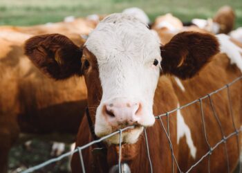 UK Food Security At Risk Due To Soaring Energy and Labor Costs