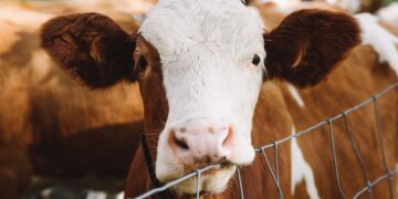 UK Food Security At Risk Due To Soaring Energy and Labor Costs