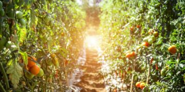 Farmers Struggling To Get DAP In Bhiwani, Other Parts Of Haryana